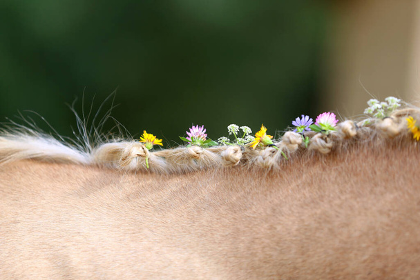 Close-up zicht op de hand gevlochten manen omvatten bloemen van een lichtbruin paard met een blonde manen. Prachtig volbloed paard met gevlochten manen op de zomerranch - Foto, afbeelding
