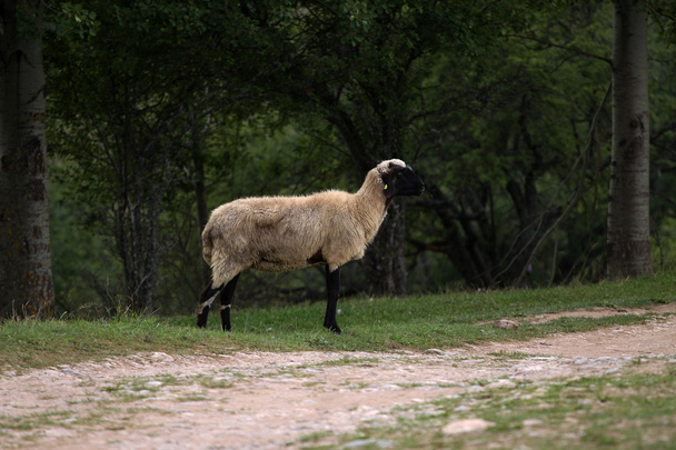 πρόβατα σε Λιβάδι - Φωτογραφία, εικόνα