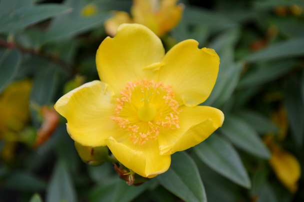 Yellow common rock-rose - Photo, Image