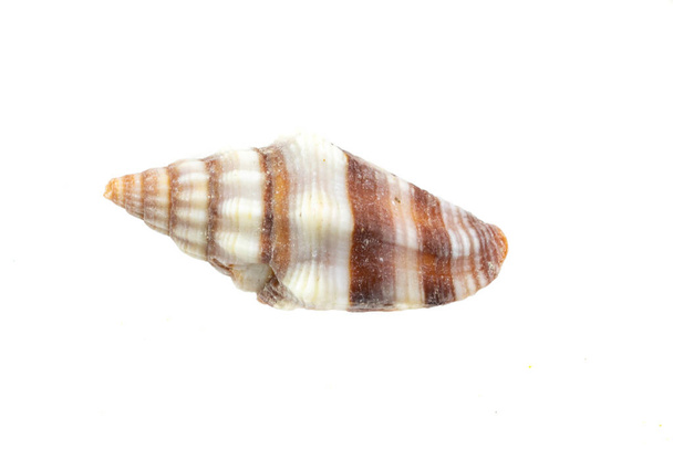 мушлі морського равлика на білому ізольованому фоні
 - Фото, зображення