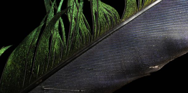 black and green bird feather on black background - Foto, imagen