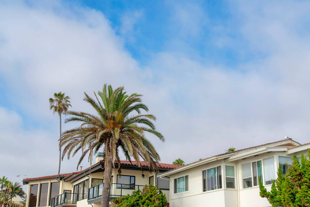 Palm trees outside the residential houses at La Jolla, California - Photo, Image