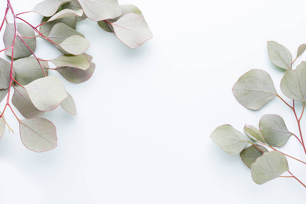Green leaves eucalyptus on pastel background. flat lay, top view. - Фото, зображення