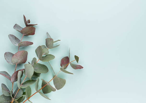 Eucalyptus composition. Pattern made of various colorful flowers on white background. Flat lay stiil life. - 写真・画像