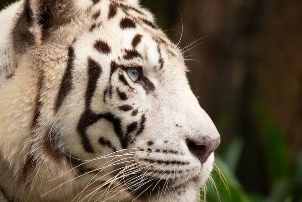 The vicious beautiful patterned white tiger in the zoo - Photo, Image