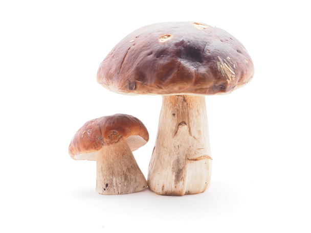 king boletus mushrooms on a white background  - Foto, Bild