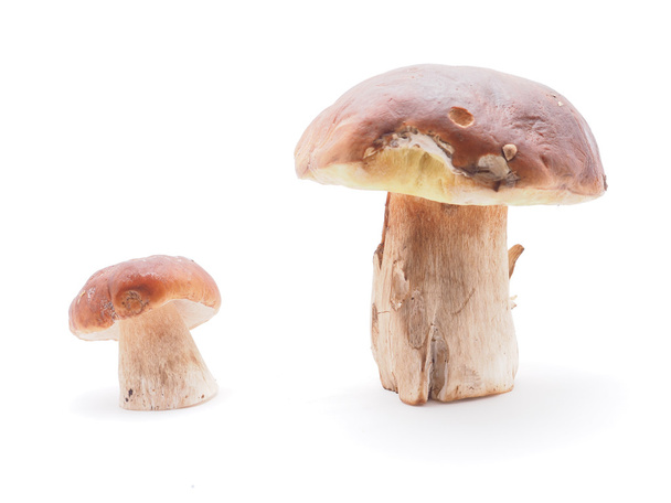 king boletus mushrooms on a white background  - Foto, afbeelding