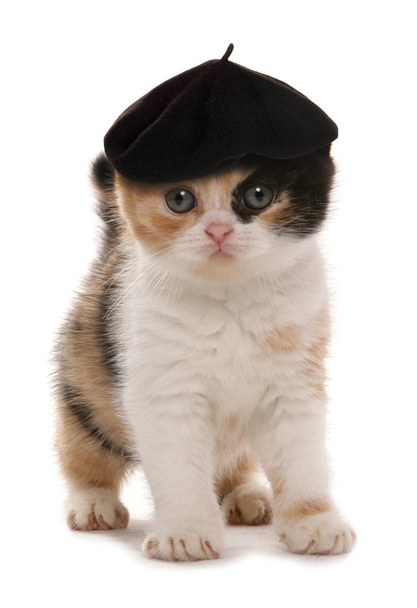 アーティストのベレー帽と子猫 - 写真・画像