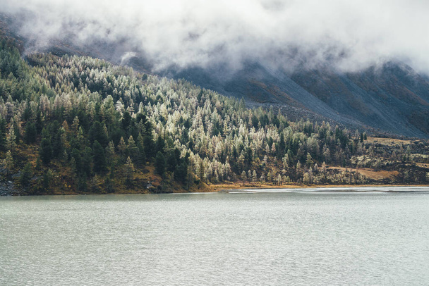 Värikäs syksyllä maisema vuoristo järvi ja havumetsä hamsteri pakkasta puissa sammalinen rinteellä alhaisten pilvien alla. Scenic näkymä kaunis keltainen lehtikuusi pakkasta kukkulalla pilvien keskellä. - Valokuva, kuva
