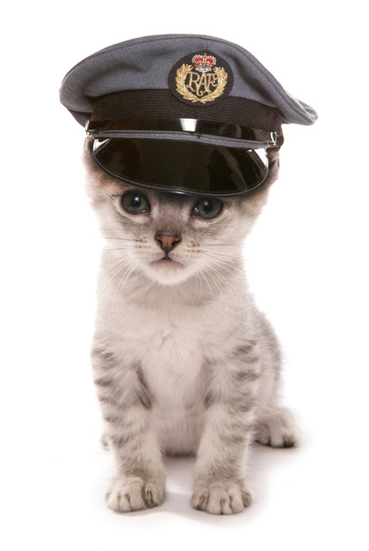 子猫の身に着けている raf のパイロットの帽子 - 写真・画像