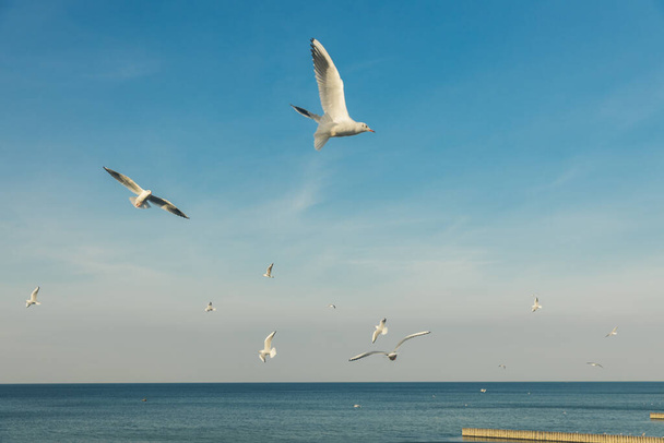 Γλάροι που πετούν ψηλά στον άνεμο ενάντια στον γαλάζιο ουρανό και λευκά σύννεφα, ένα σμήνος από λευκά πουλιά - Φωτογραφία, εικόνα