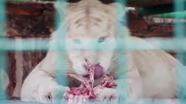 Λευκή νεαρή τίγρη με μαύρες ρίγες που τρώει φρέσκο ωμό κόκκινο κρέας στα οστά με όρεξη. Στενή θέα με πράσινο θολό φόντο κλουβί. Άγρια ζώα στο ζωολογικό κήπο, μεγάλη γάτα - Πλάνα, βίντεο