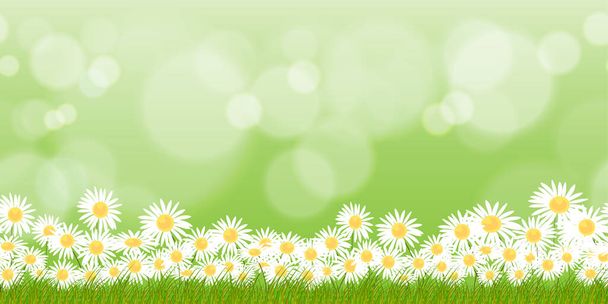 Modello senza soluzione di continuità Primavera natura sfondo con camomille fiori e campi di erba, Vettore infinito Sfondo estivo con astratto bokeh sfocato luce effecton sfondo verde - Vettoriali, immagini