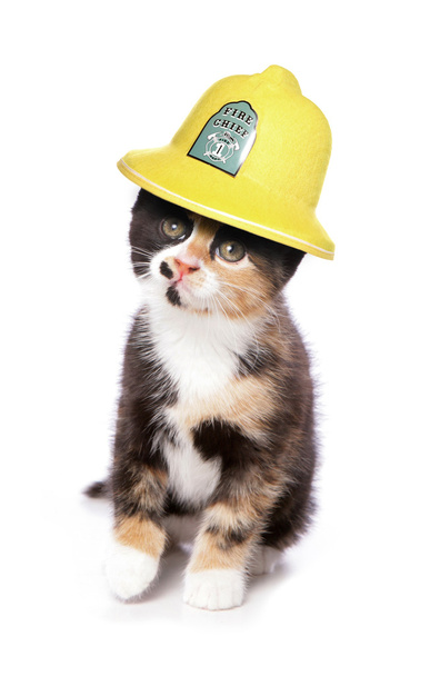 kitten wearing a firemans helmet studio cutout - Photo, Image