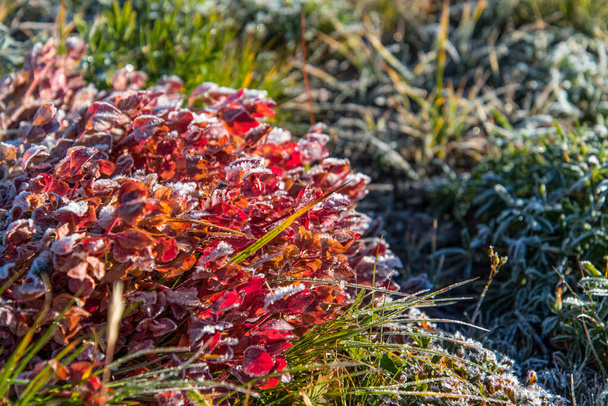 Frozen plants in the morning in the Mount Rainier NP, USA - Photo, Image