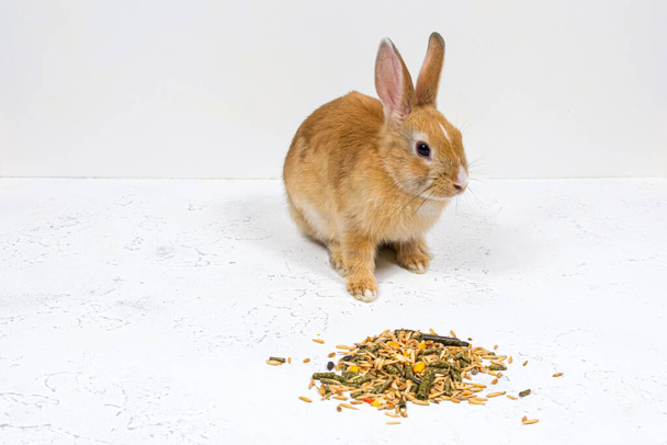 Redhead Ginger rabbit sitting next to food on a white background. Place for an inscription. - Photo, Image