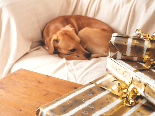 Χαριτωμένο χρυσό σκυλί σε άνετο καναπέ με στοίβα δώρα - Φωτογραφία, εικόνα
