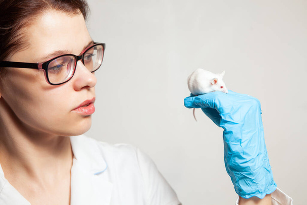 A small white laboratory mouse with red eyes in the hand of a scientist in a blue rubber glove. Woman puts experiments on a laboratory mouse. - 写真・画像