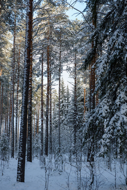Soğuk bir gün. Ormanın bataklık bölgesinde karla kaplı çam gövdeleri.. - Fotoğraf, Görsel