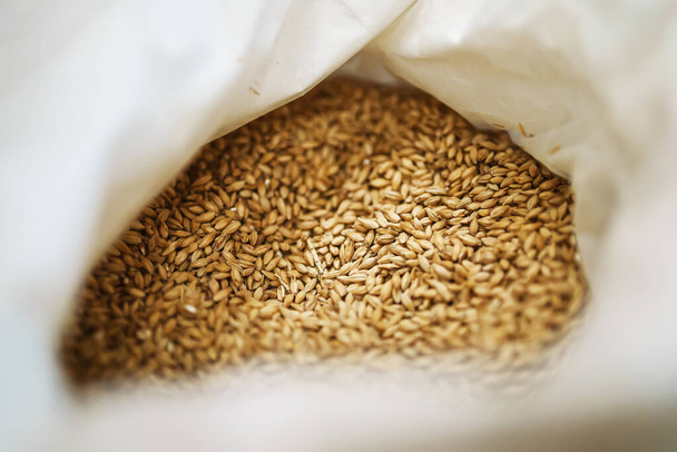 Barley malt grains for beer. - Foto, imagen