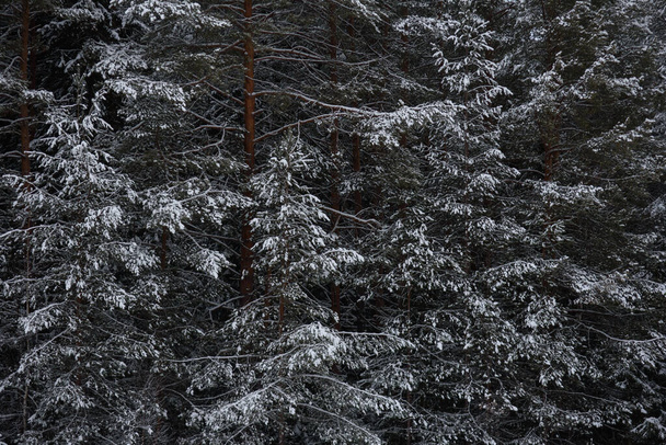 Sněhem pokrytý temný les. Zavřít pozadí. - Fotografie, Obrázek