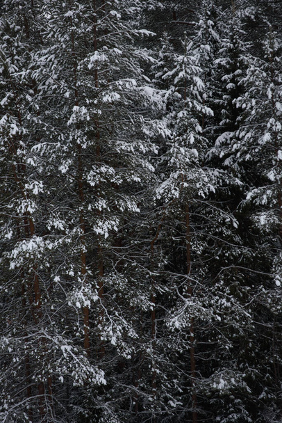 Schneebedeckte dunkle Wälder. Hintergrund hautnah erleben. - Foto, Bild