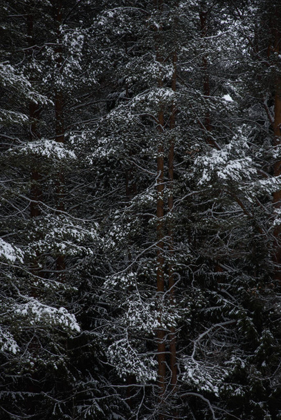 Snow covered dark forest. Close up background. - Фото, изображение