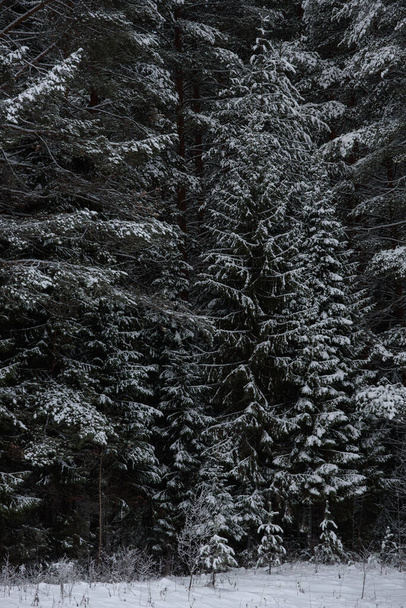 Заснеженный тёмный лес. Закрыть фон. - Фото, изображение