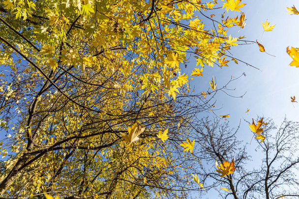 scenic shot of autumnal leaves in beautiful park - Fotoğraf, Görsel
