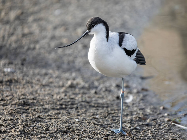 Close up of an Avocet standing on one leg at waters edge - Photo, Image