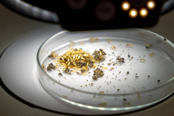 Колония жуков на блюде из петри для исследования под микроскопом Leika, ноябрь 2021 года, Сан-Франциско, США - Фото, изображение