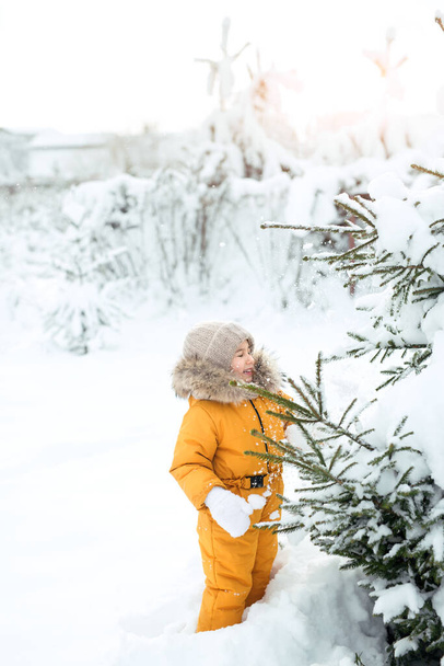 Dziecko zrzuca śnieg z pokrytych śniegiem łap świerku w słoneczny zimowy mroźny dzień. Zimowe zabawy na świeżym powietrzu. Dziewczyna w pomarańczowym kombinezonie, czapce i rękawiczkach.. - Zdjęcie, obraz