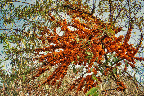 Espinheiro-do-mar, Hippofae rhamnoides (também chamado de espinheiro, sallowthorn e seaberry), com centenas de bagas laranja brilhantes. - Foto, Imagem