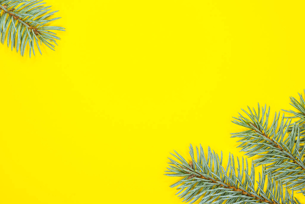 Blue spruce (Picea Pungens) tree branches isolated on yellow background with copy space. - Photo, Image