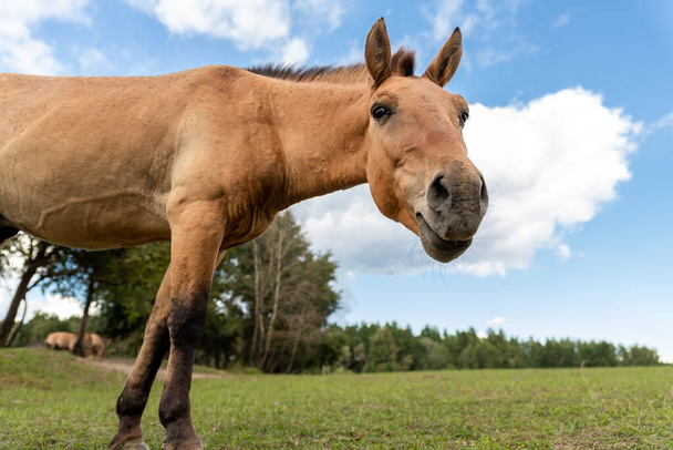 Primer plano retrato pov vista de lindo divertido joven curioso caballo Przewalskis mirando a pie y pastoreo en los pastos al aire libre en día soleado brillante contra el cielo azul. Animales de especies en peligro de extinción - Foto, imagen