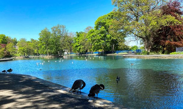 Качки і чайки, відпочиваючи на човні озера, в літній день в Бредфорді, Йоркшир, Велика Британія. - Фото, зображення
