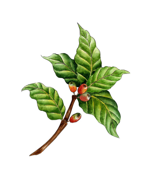 Υδατογραφία ζωγραφική υποκατάστημα καφέ. Πράσινα, κόκκινα μούρα και λουλούδια σε ένα κλαδί δέντρου. Φυτεία καφέ. Τροπική γεωργία. Τοπική φάρμα βιολογικού καφέ. Απομονωμένο σε λευκό φόντο. Σύρθηκε με το χέρι. - Διάνυσμα, εικόνα