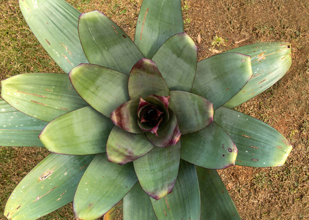 The cup of a large tropical bromeliad probably in the genus Vriesea. These plants form at the center of their concentric leaves, phytotelmata where insects develop   - Photo, Image