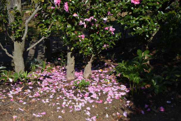 Sasanqua bloemen. Theaceae groenblijvende boom, die van oktober tot december rode, roze en witte bloemen met vijf bladeren bloeit. - Foto, afbeelding