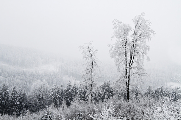 Solitude in the winter - Fotoğraf, Görsel
