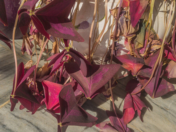 Purple Shamrock alkaa ruskea ja kuivua tultuaan ajan lepotilassa - Valokuva, kuva