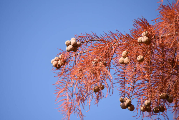 Autumn leaves of Bald cypress. It is a deciduous conifer of Cupressaceae native to North America and grows in moist areas. - Photo, image