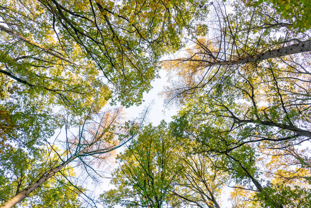 Vista de topos de árvores verdes e amarelas fechar com um céu azul em um fundo na floresta - Foto, Imagem
