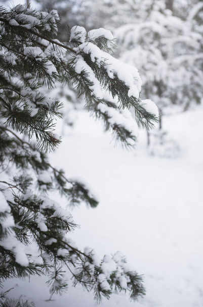 Winterverschneiter Wald. Kiefernwald im Januar mit Schnee bedeckt - Foto, Bild