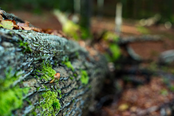 A closeup of the fallen tree trunk covered in growing green moss - Φωτογραφία, εικόνα