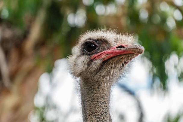 A selective focus of an ostrich head - Фото, зображення