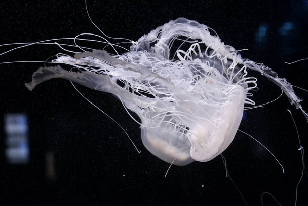 A closeup shot of jellyfishes underwater - Foto, Imagen