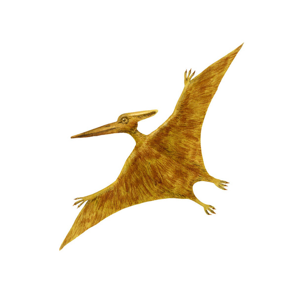 Pterodactyl Or Pteranodon Flying Over The Ocean Stock Photo, Picture and  Royalty Free Image. Image 9183984.