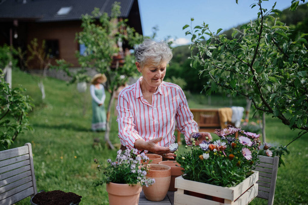 Senior woman florist planting flowers to pots outdoors in garden. - Fotografie, Obrázek
