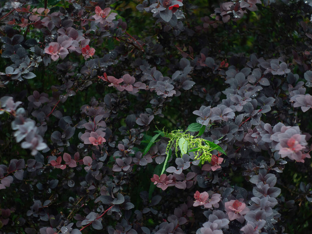 куст барбариса в саду после дождя, летом - Фото, изображение